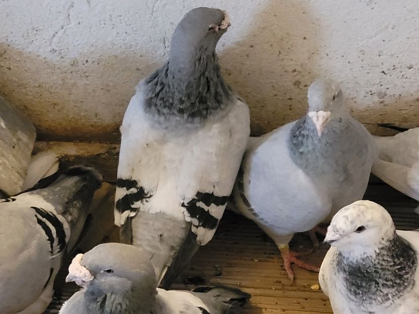  - 0 - 07 ian 2022 Standard