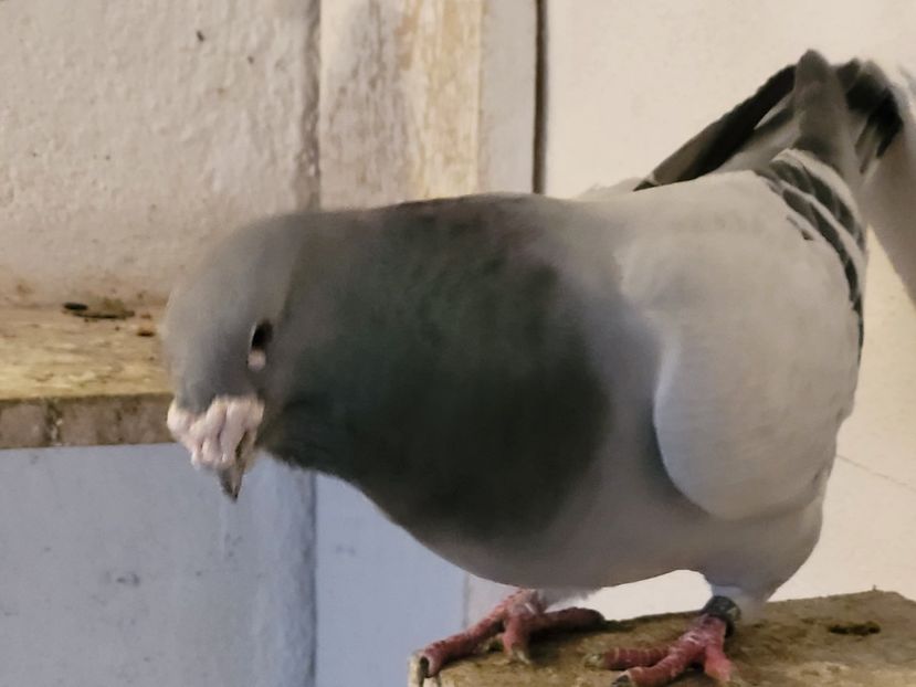  - 0 - 07 ian 2022 Standard