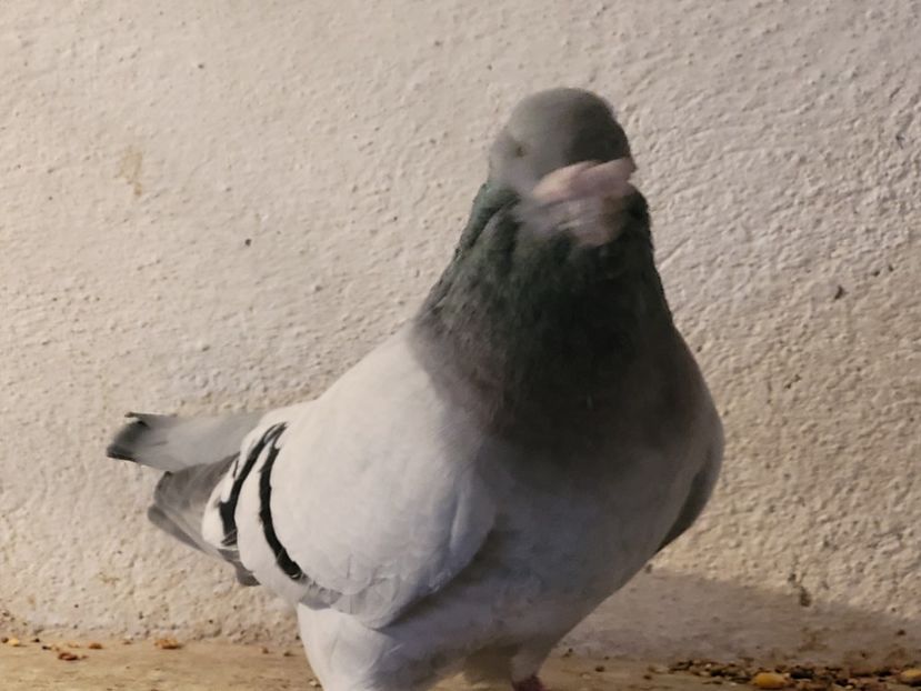  - 0 - 07 ian 2022 Standard