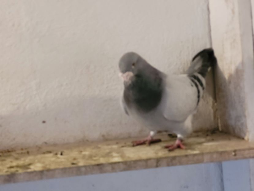  - 0 - 07 ian 2022 Standard