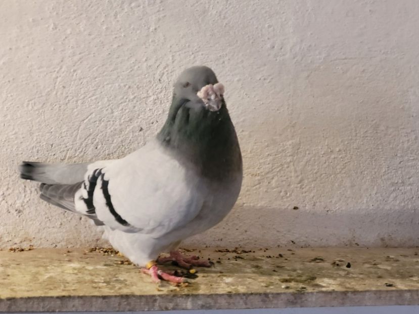  - 0 - 07 ian 2022 Standard