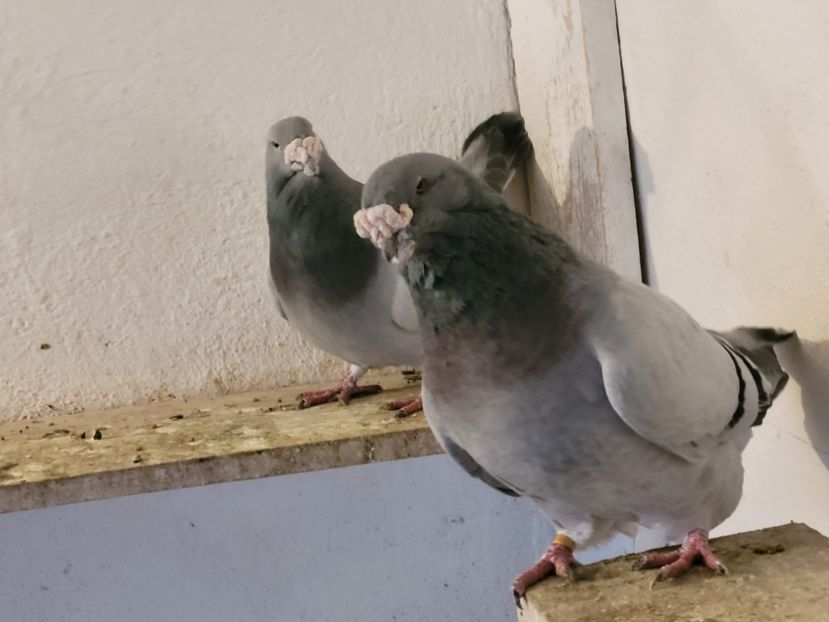  - 0 - 07 ian 2022 Standard