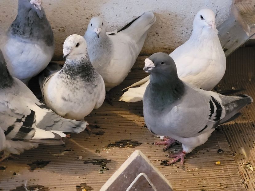  - 0 - 07 ian 2022 Standard