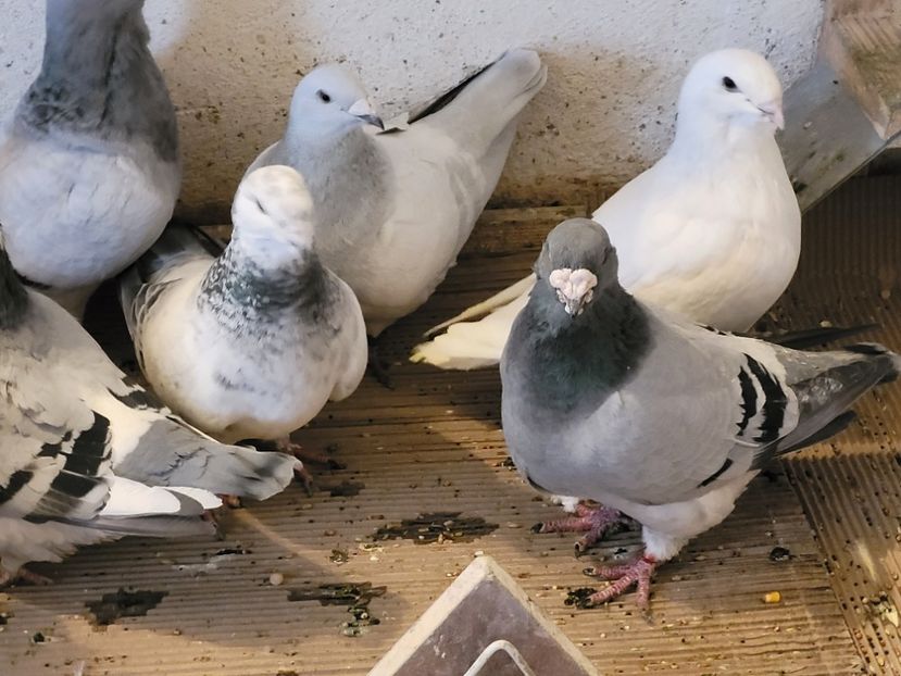  - 0 - 07 ian 2022 Standard