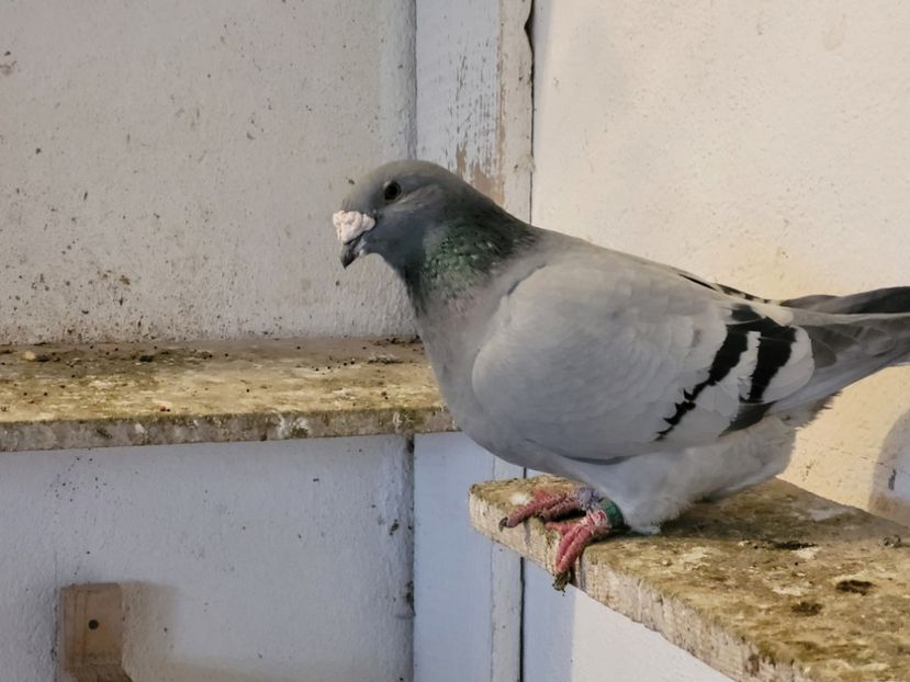  - 0 - 07 ian 2022 Standard