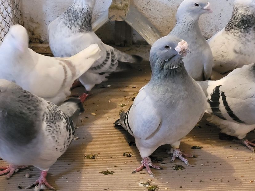  - 0 - 07 ian 2022 Standard