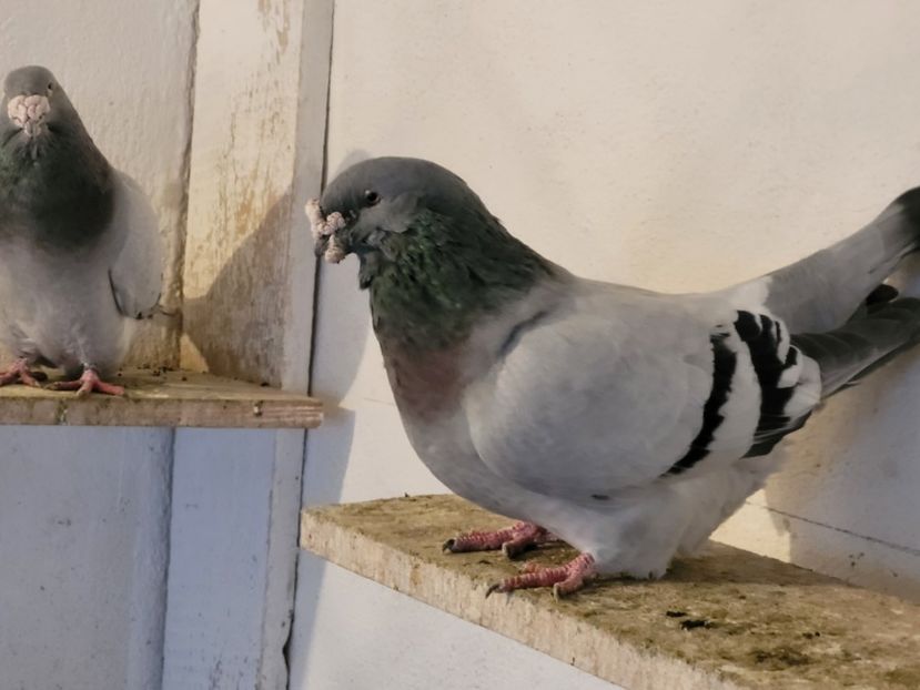  - 0 - 07 ian 2022 Standard