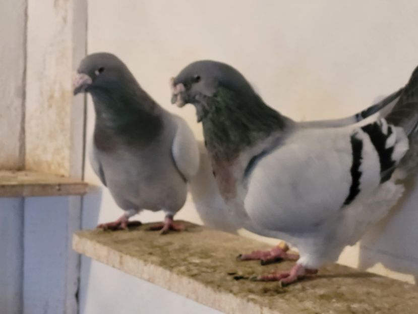  - 0 - 07 ian 2022 Standard