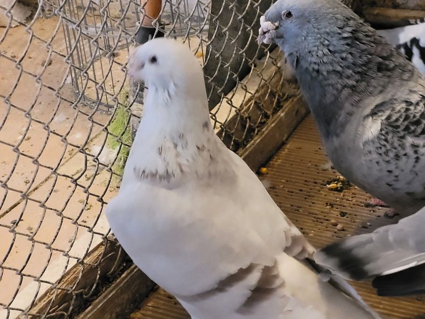  - 0 - 07 ian 2022 Standard