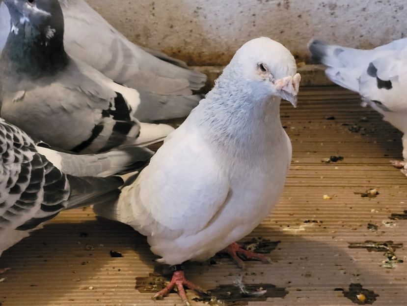  - 0 - 07 ian 2022 Standard