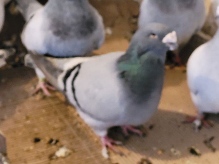  - 0 - 07 ian 2022 Standard