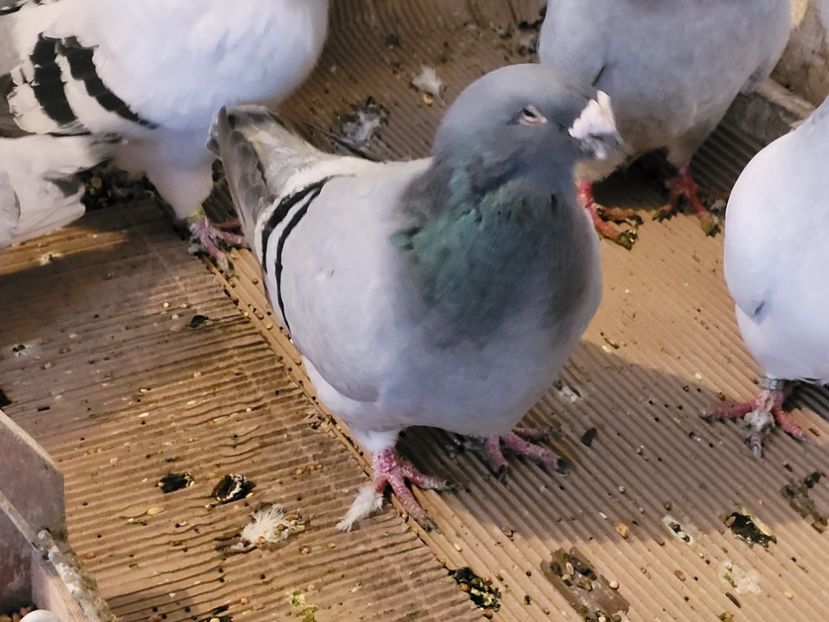  - 0 - 07 ian 2022 Standard