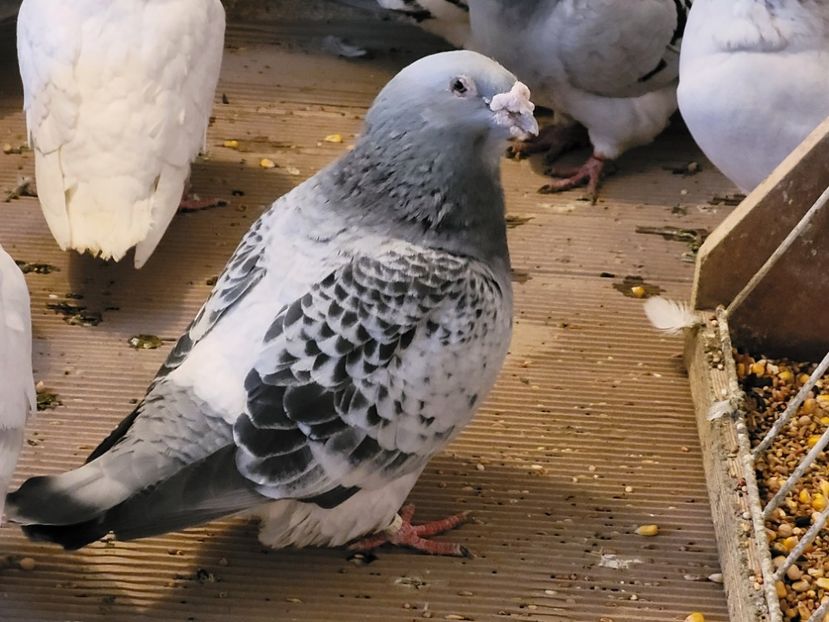  - 0 - 07 ian 2022 Standard