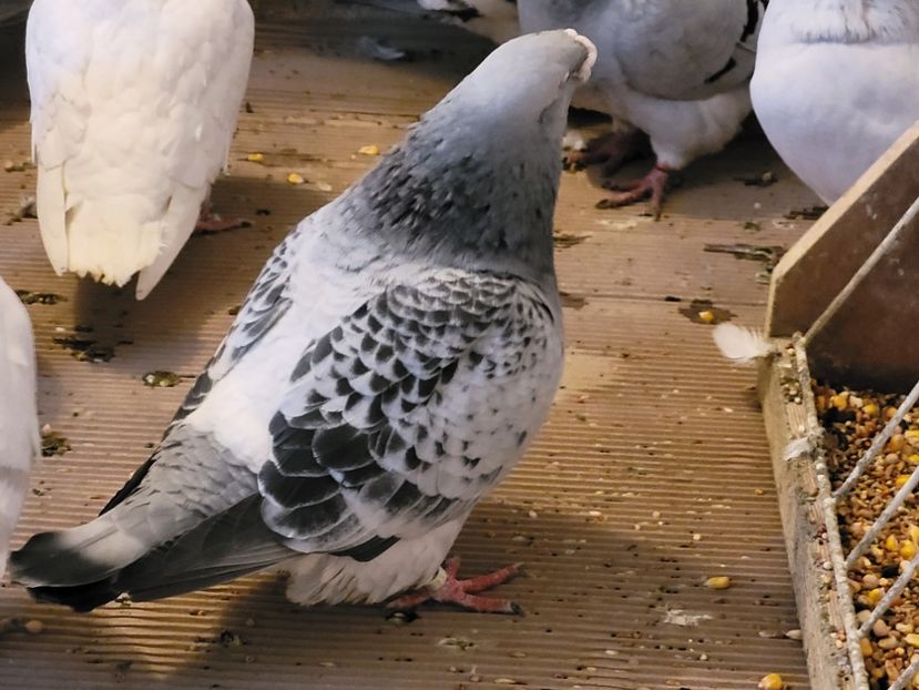  - 0 - 07 ian 2022 Standard