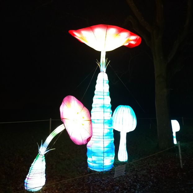 IMG20211223173405 - În vizită la Anca 2021-2022