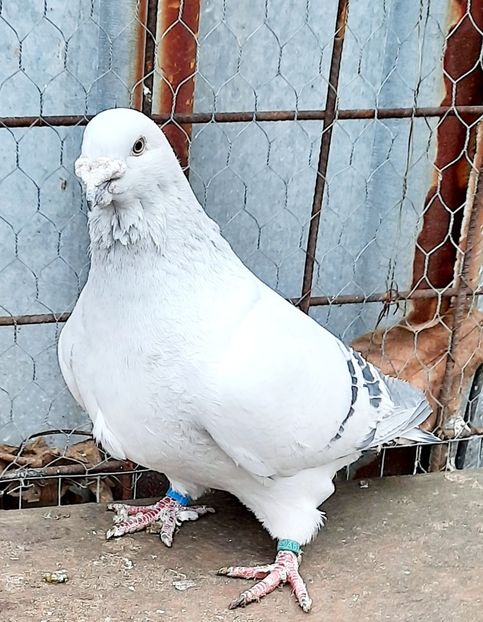  - Păsările mele