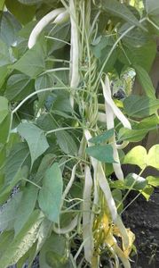  - SEMINTE FASOLE PASTAI - D 187 JULISKA