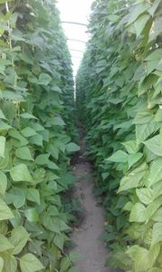  - SEMINTE FASOLE PASTAI - D 187 JULISKA