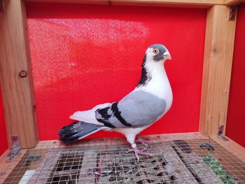  - Porumbei care mi-au aparținut 2