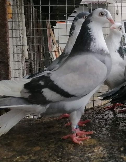  - Porumbei care mi-au aparținut 2