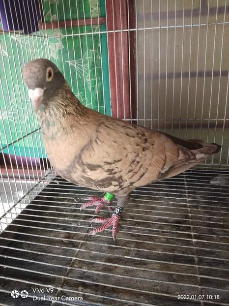  - Nu îmi aparțin 3