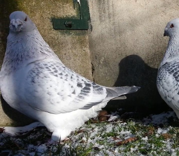 PL.19-U571 - a- SAMCE- Males