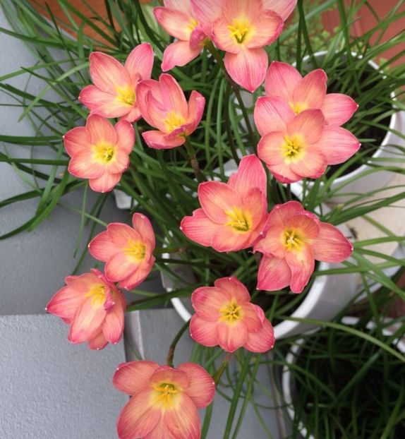 Zephyranthys - 1 Dorinte 2025