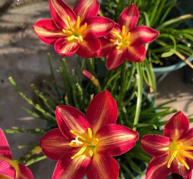 Zephyranthys "Fire Fox" - 1 Dorinte 2025