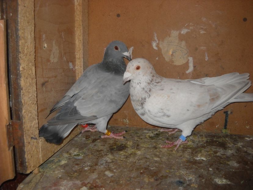  - PORUMBEI VANDUTI 2