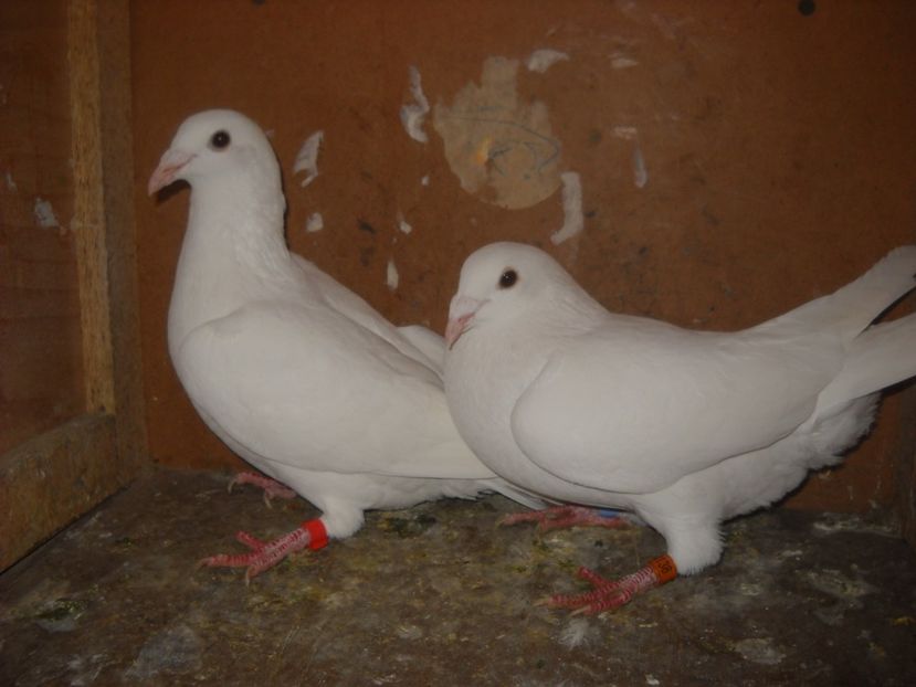  - UNDEVA IN SUCEAVA arhiva