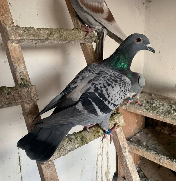 Femela 2021 - Porumbei voiajori de vanzare-Ianuarie-2022