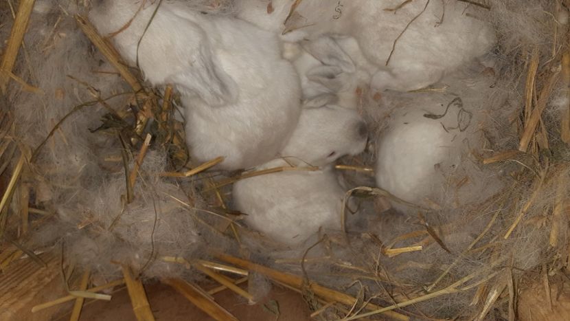 09.01.2022 - CUIBURI DE IEPURAS