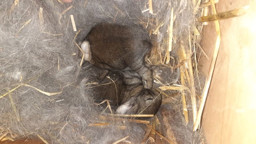  - CUIBURI DE IEPURAS