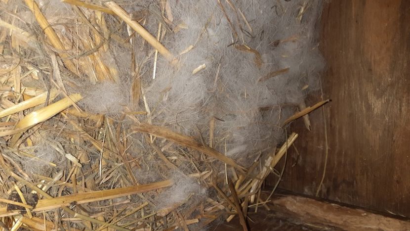  - CUIBURI DE IEPURAS