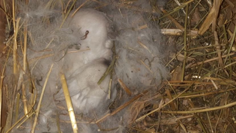  - CUIBURI DE IEPURAS