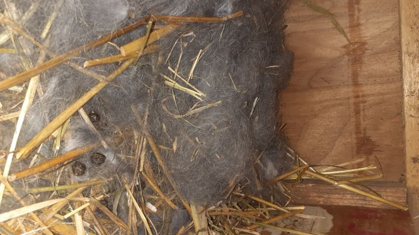  - CUIBURI DE IEPURAS