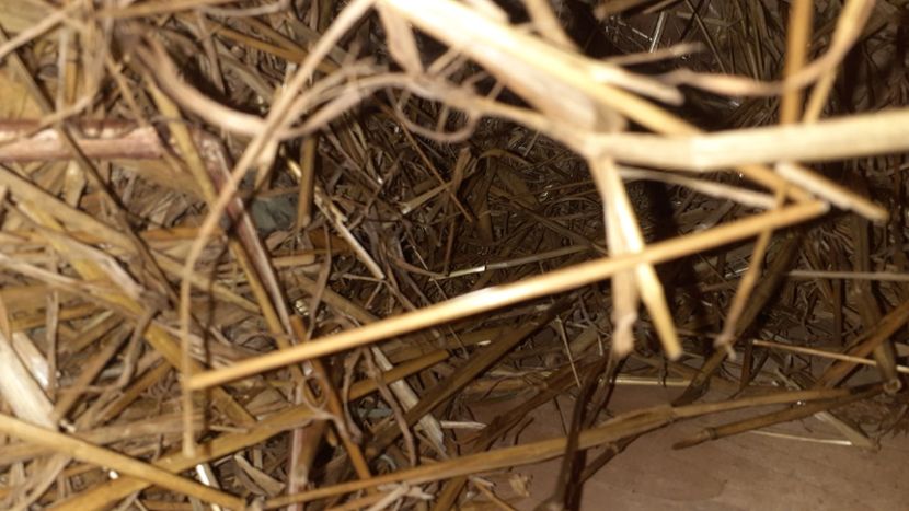  - CUIBURI DE IEPURAS