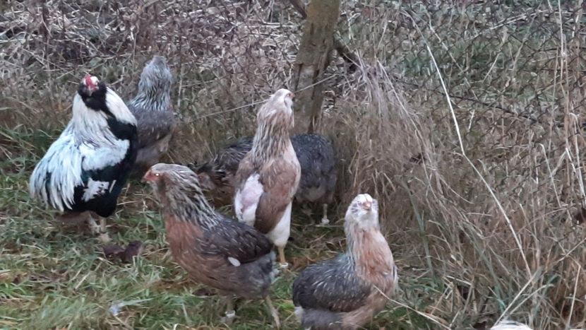  - Araucana argintiu 2022