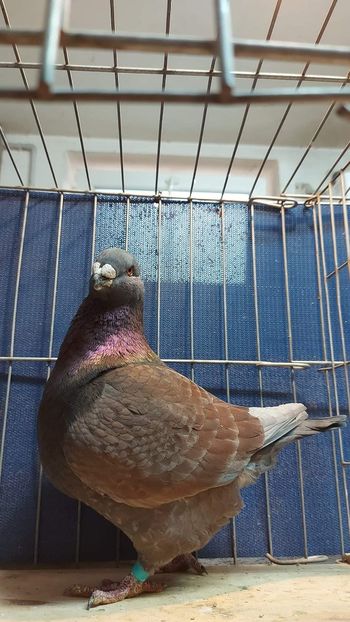 M 2021 H - Achizitii 2022