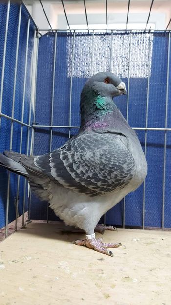 F 2021 H - Achizitii 2022