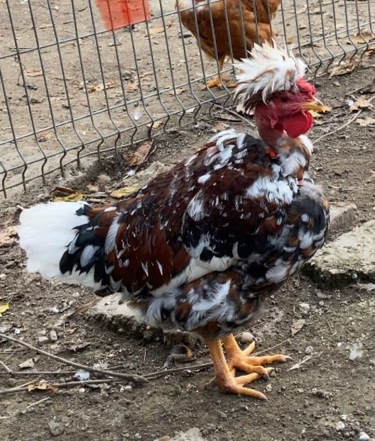 38CE4ACB-9B9E-4BDE-86F7-447436F855F6 - Puisori 2021