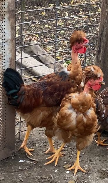 B6A9048E-DC8E-46FF-9FA3-C243693DA77E - Puisori 2021