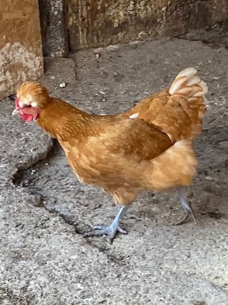 C2C9F9E3-CC6C-4828-9910-53ED9E43D26C - Puisori 2021