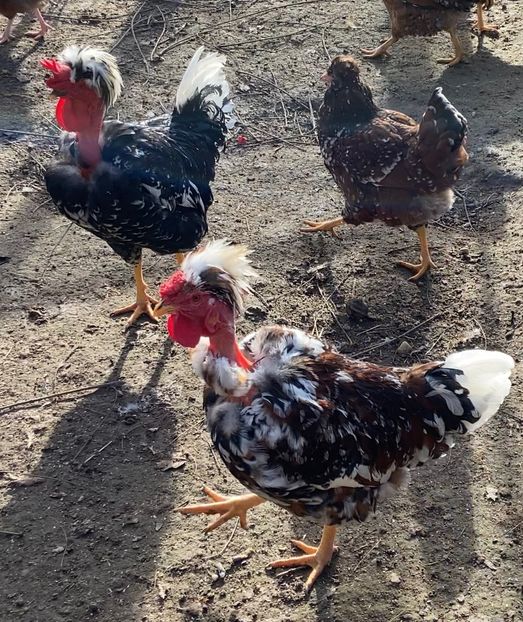 35088AFD-5A5E-46FA-9FBE-8AB10F97C28E - Puisori 2021