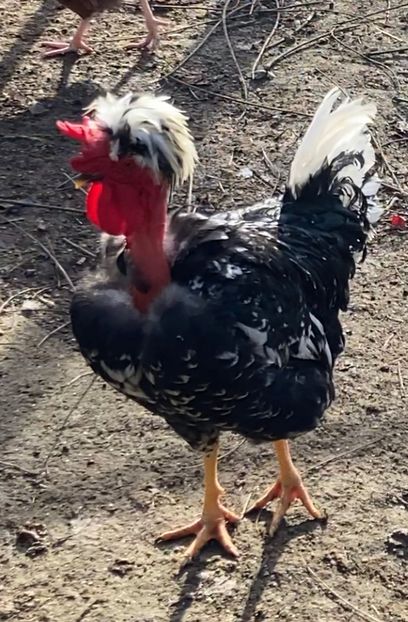 C3FF78EC-9BDB-4D09-9EB5-3AA8DCF833D5 - Puisori 2021