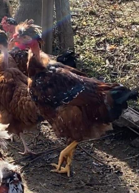 5FA231E4-6B48-4C90-A5FC-07F5243B9FA9 - Puisori 2021