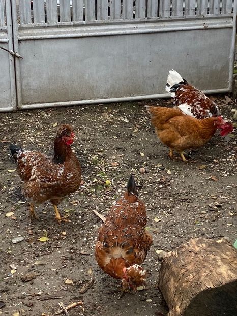 284F0054-2E8B-4C9C-B55B-D9171FAD2297 - Puisori 2021