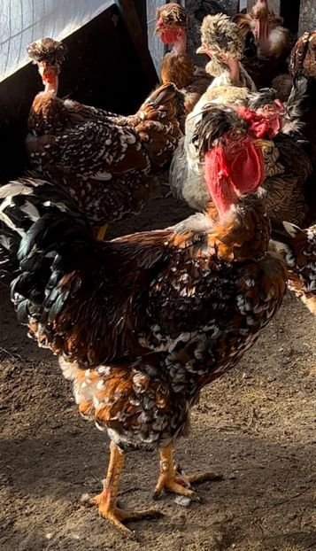 230DBAD0-8967-45EA-979D-EEB282FBE5DE - Puisori 2021