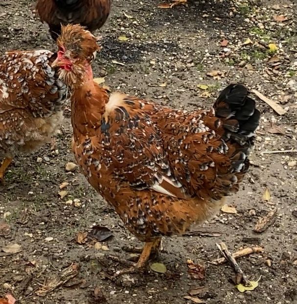 6D33C290-993E-4E63-BB41-E7D4BBC31470 - Puisori 2021