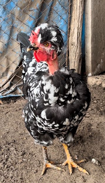 1DAA6962-9CBE-47F7-899B-EBC8633E3265 - Puisori 2021